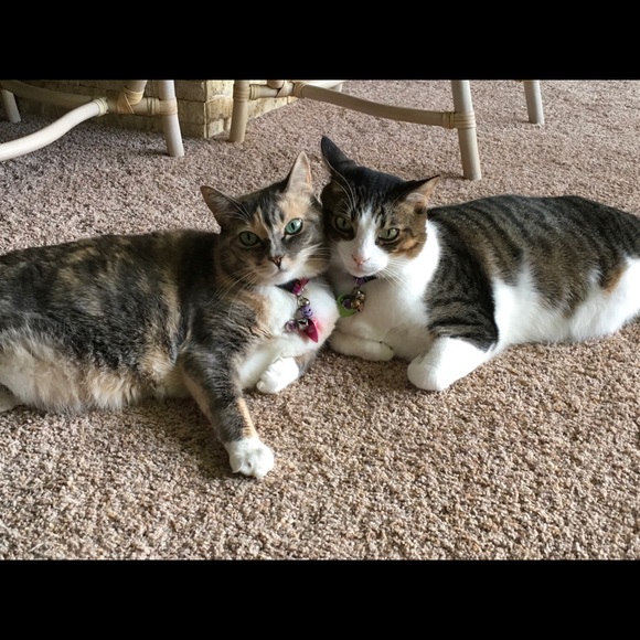 Meet your Posher, Michele - Picture 2 of 16